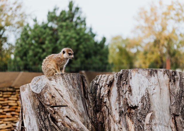A tiny meerkat on a huge tree stump with green forest in background