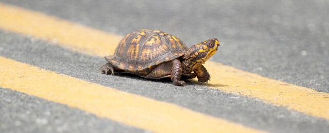 A turtle crossing a section of road with yellow lines