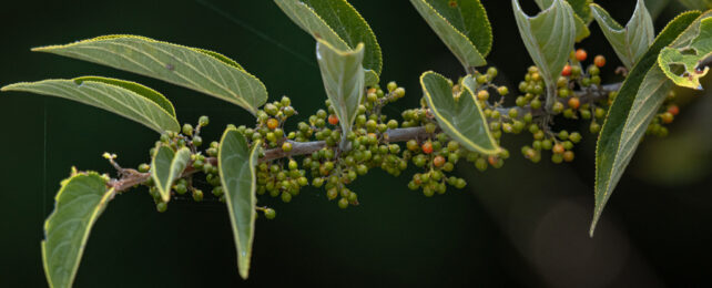 A type of leafy green plant with green berries turning to red.