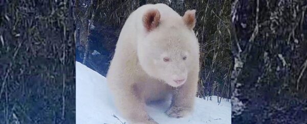 An Extremely Rare All White Albino Panda Was Just Spotted For The First Time Ever In China