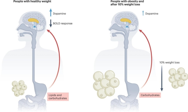 A diagram of the different response to nutrients.