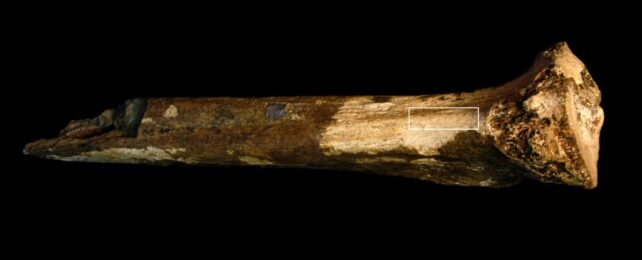 Mystery Human Relative Appears to Have Been Butchered And Eaten 1.45 Million Years Ago