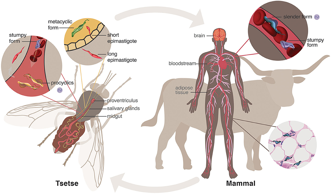 Maladie du sommeil parasitaire du cycle de vie