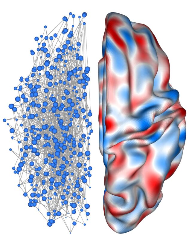 Representation of half a brain network next to half the overall shape.