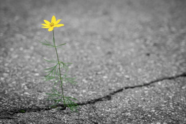 A lone yellow flower growing through a crack in a road