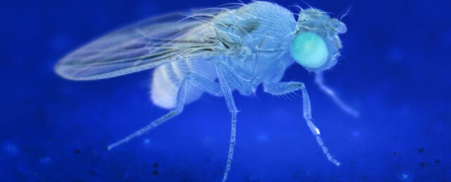 fruit fly in inverted colours