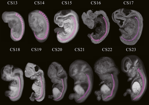 Embryo Tail Reduction