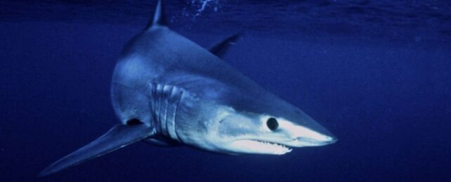 Parasitic Eels Found Inside The Heart of a Shark, And We Will Never Unsee The Pics