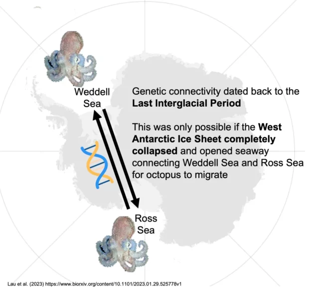 West Antarctica Octopuses