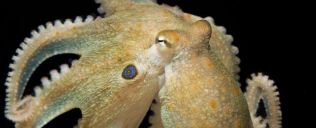 Octopuses Can Rewire Their 'Brains' by Editing Their Own RNA on The Fly