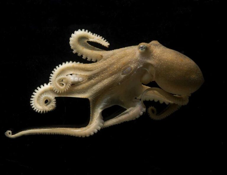 Octopuses Can Rewire Their 'Brains' by Editing Their Own RNA on The Fly