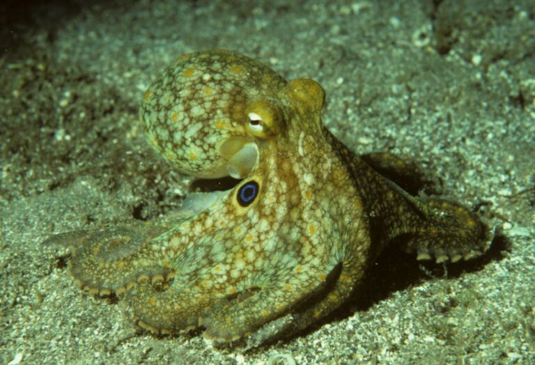 Octopuses Can Rewire Their 'Brains' by Editing Their Own RNA on The Fly