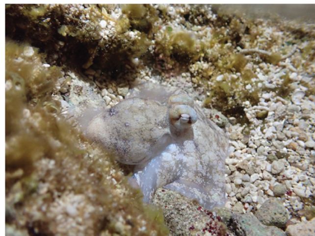 We Just Got Even More Evidence That Octopuses Dream, And It Looks ...