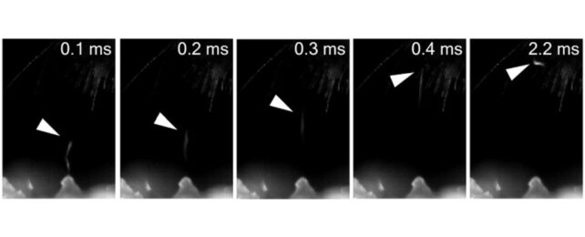 Gangs of Tiny Worms Ride Electrical Fields to Hitchhike on Passing Bees