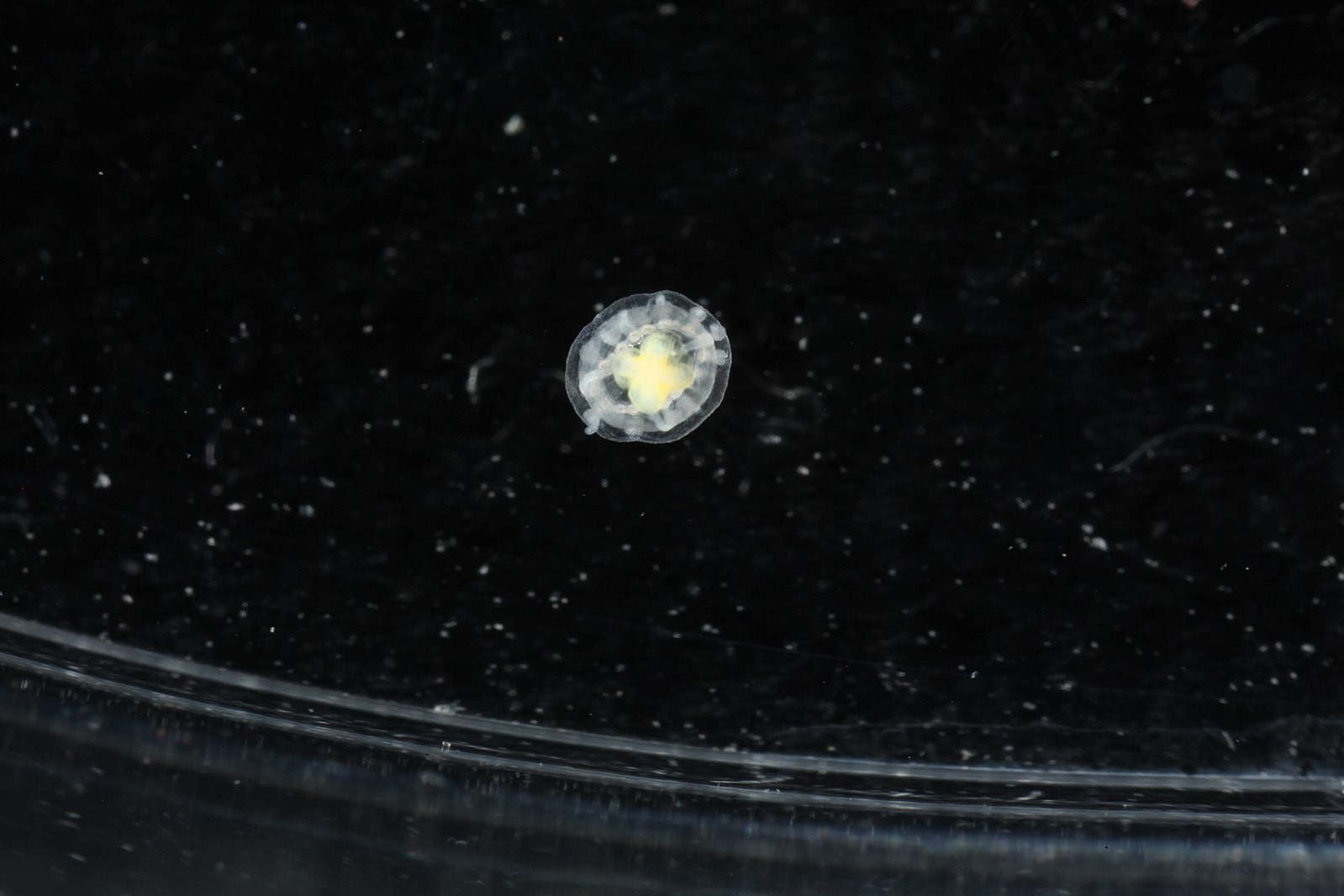 The 'Immortal Jellyfish' Can Age in Reverse And Possibly Live Forever