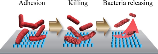 A graphic depicting the cicada wing bacteria killing and removal as three separate processes