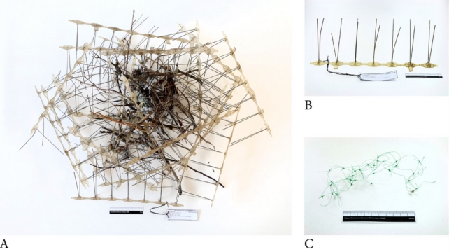 A. The Rotterdam 2021 anti-bird spike carrion crow nest. B A single strip with anti-bird spikes, separated from the nest. C A piece of anti-bird net also found in the nest. 