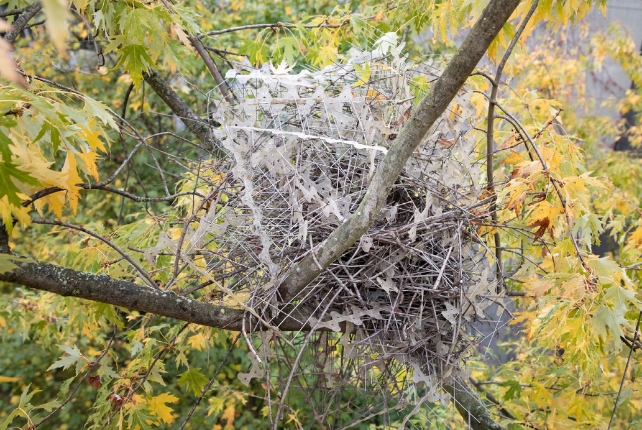 A nest constructed with anti-bird spikes, on the fork of a branch in a sugar maple tree.