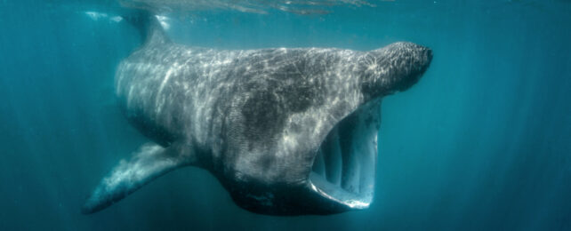 Close up of basking shark