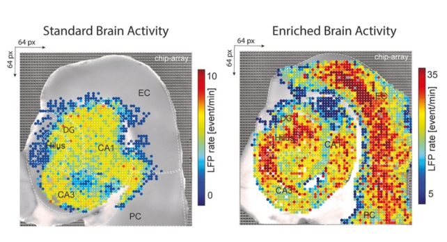 brain activity in mouse tissue