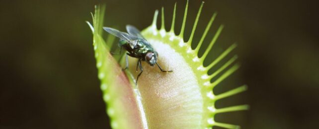 Carnivorous Plants Acquired a Deadly Taste For Flesh. But How?