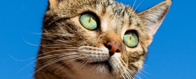 Cat And Blue Sky