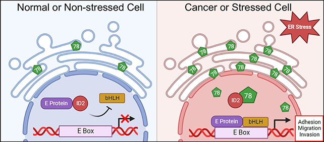 Cell stress diagram