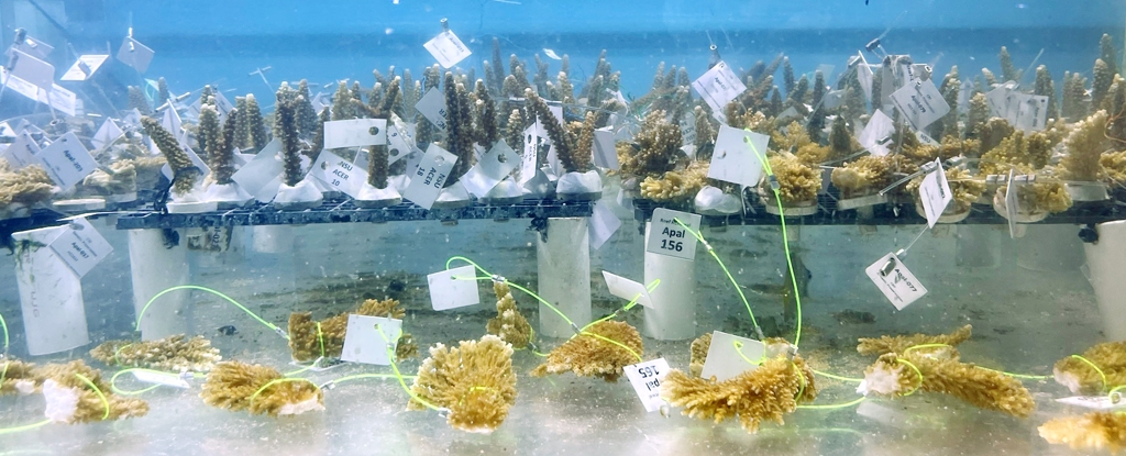 Coral Samples In Tank