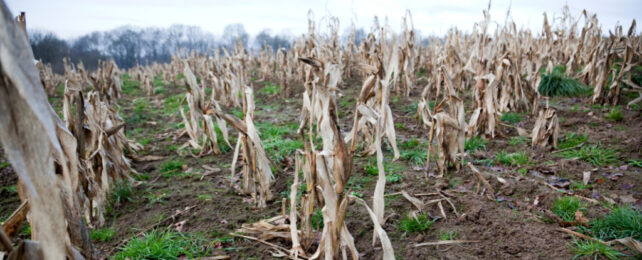 Miserable looking crops