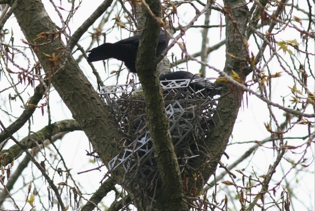 Crows on a nest made with anti-bird spikes
