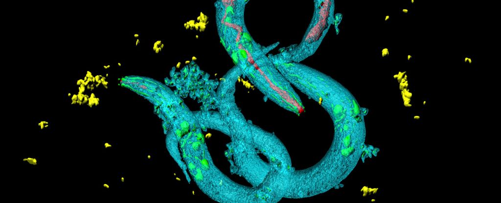 CryptobioticWorms