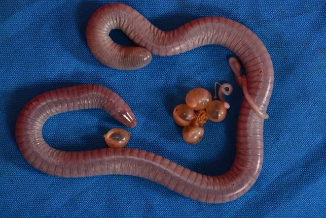 caecilians