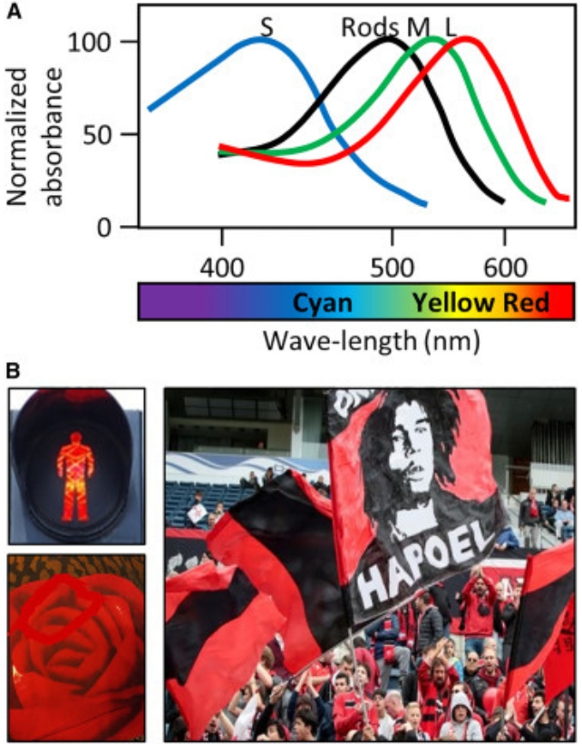 Graph showing absorption of different wavelengths by photoreceptors, and images that show objects the patients reported seeing differently