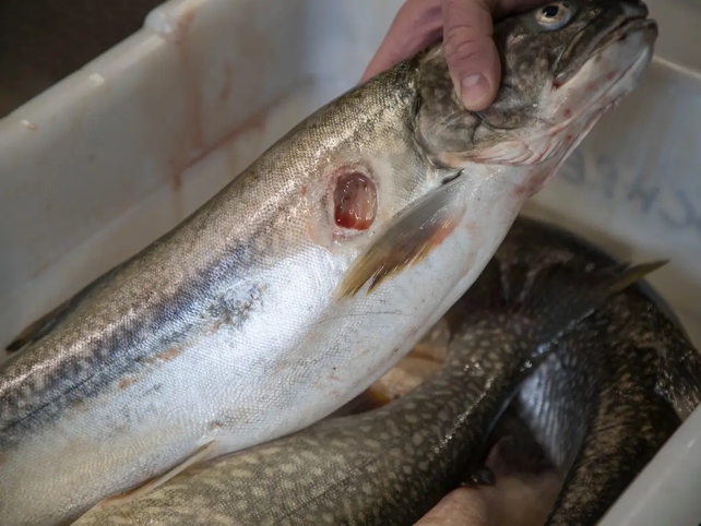 Fish Shows Lamprey Bite