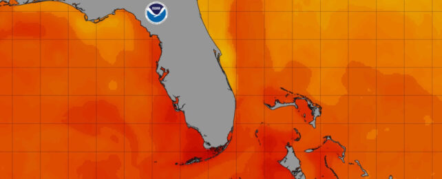 Red indicating warm ocean water around Florida