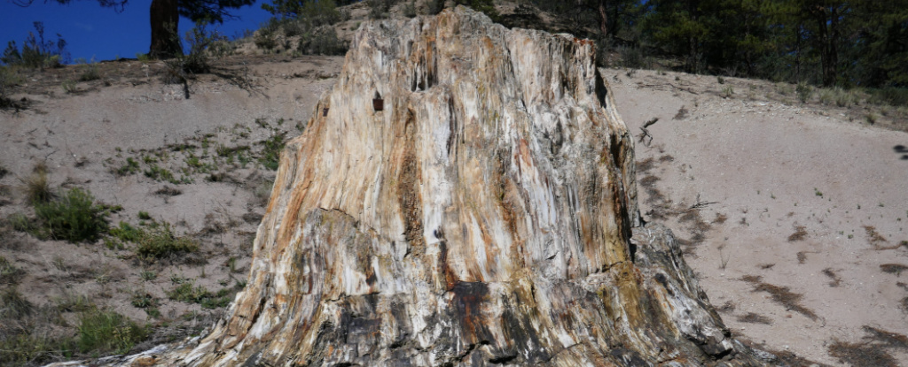 Una foresta fossile meravigliosamente conservata esposta in Giappone: ScienceAlert