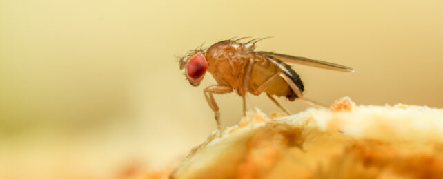 A fruit fly standing on garbage.
