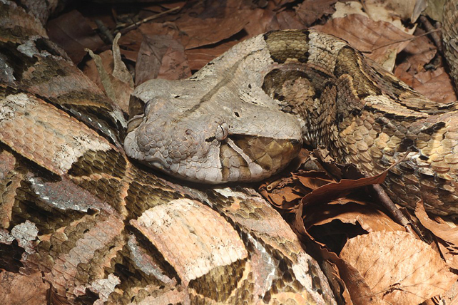 A Gaboon viper surrounded by leaves.