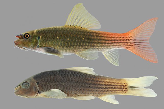 Redtail garra fish