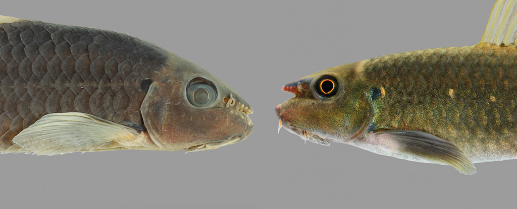 Популярная рыба, найденная в аквариумах, на самом деле является совершенно новым видом: ScienceAlert