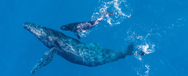 Mother and calf humpback whales swimming