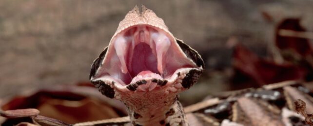 This Massive Viper Has The Longest Fangs of Any Venomous Snake on Earth