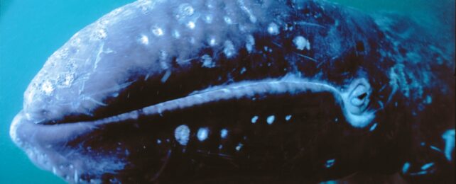 Gray Whale Underwater