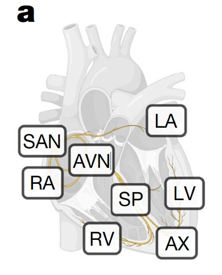Diagram showing 8 regions of the heart studied by researchers.