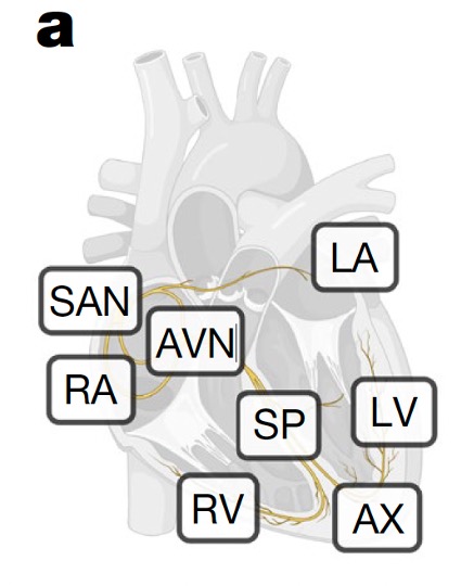 Diagram showing 8 regions of the heart studied by researchers.