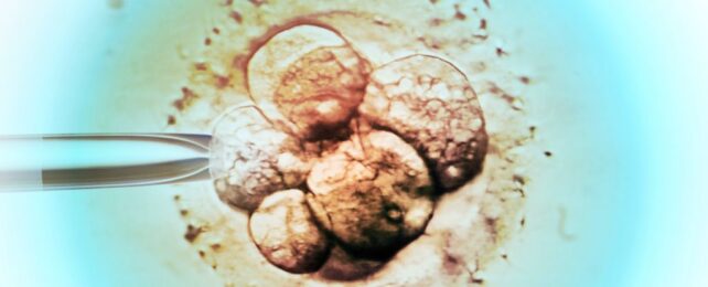 Fertility Mystery: IVF Success Is Higher if Eggs Harvested in Summer