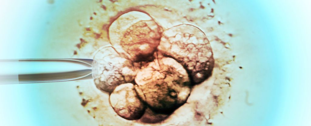 Fertility Mystery: IVF Success Is Higher if Eggs Harvested in Summer
