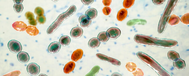 An illustration of different kinds of bacteria.