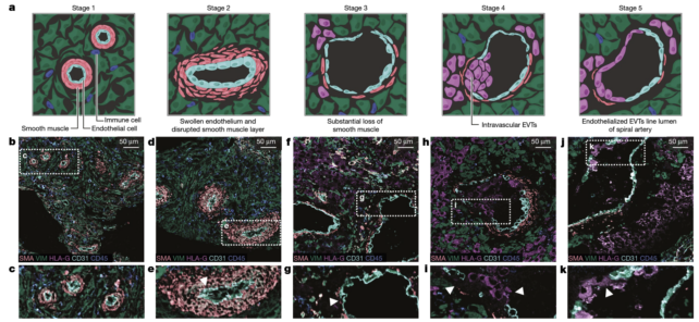 Sequence of images showing placental cells during early stages of pregnancy.