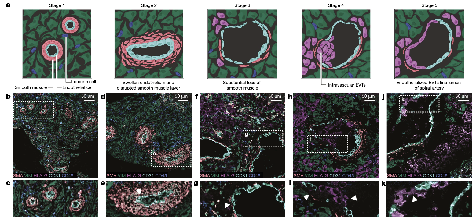 Scientists Have Just Mapped Our Body's Organs in Exquisite Detail